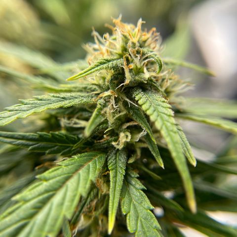 Zarya growlog timeline photo