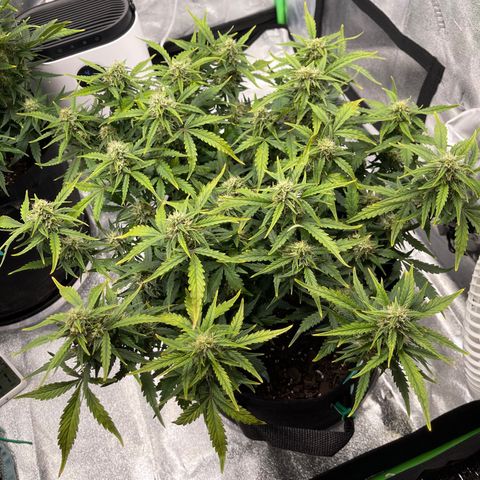 Zarya growlog timeline photo