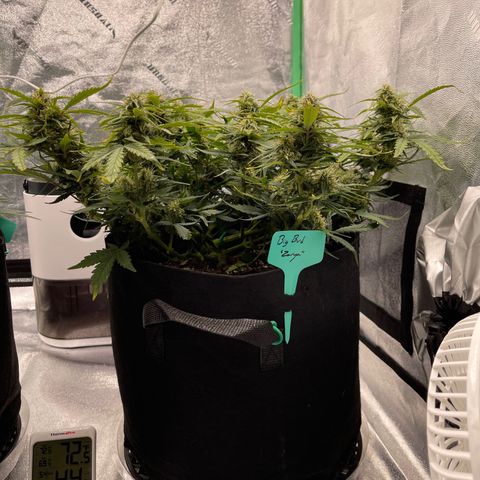 Zarya growlog timeline photo