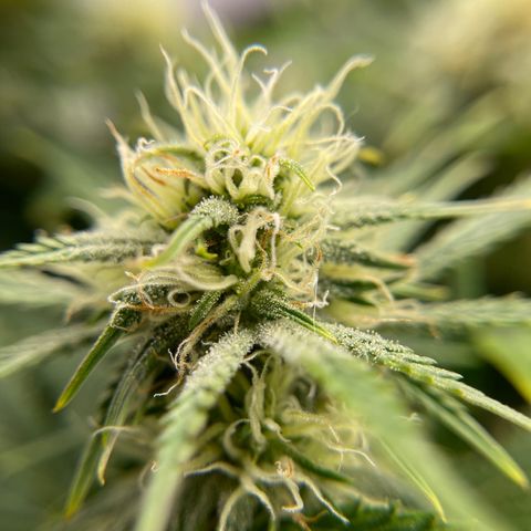Mei growlog timeline photo