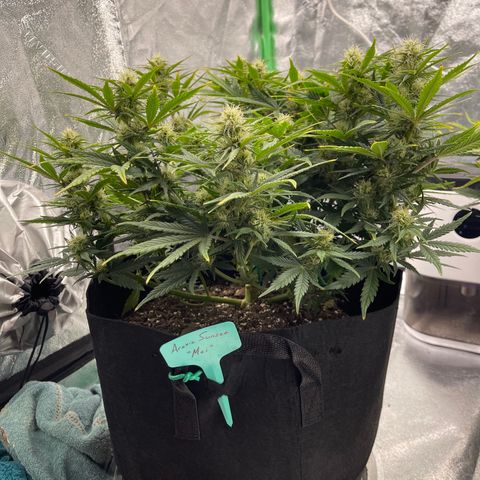 Mei growlog timeline photo