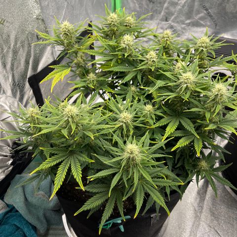 Mei growlog timeline photo