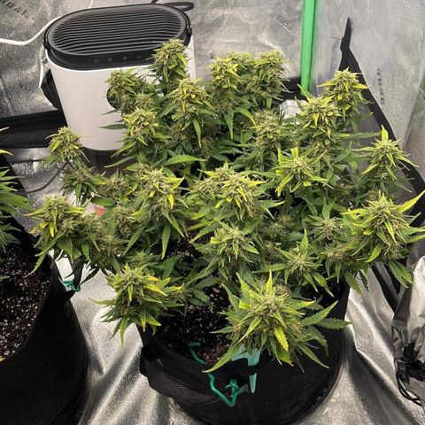 Zarya growlog timeline photo