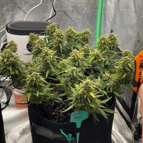 Zarya growlog timeline photo