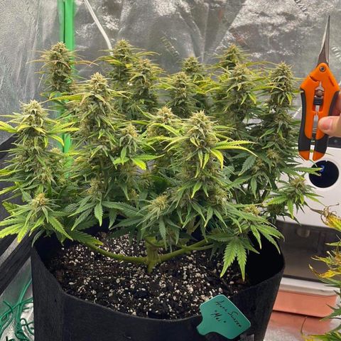 Mei growlog timeline photo