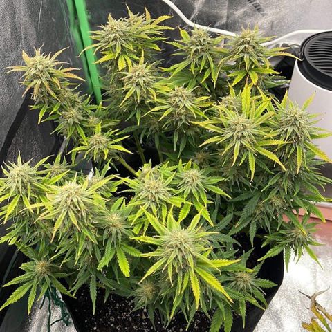 Mei growlog timeline photo