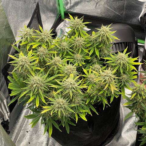 Mei growlog timeline photo