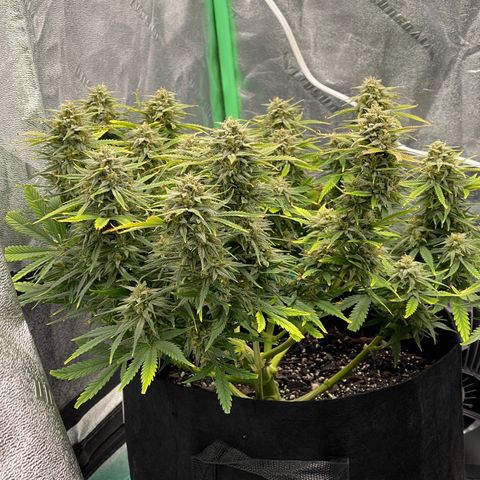 Mei growlog timeline photo