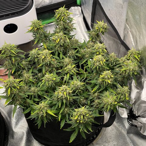 Zarya growlog timeline photo
