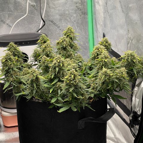 Zarya growlog timeline photo