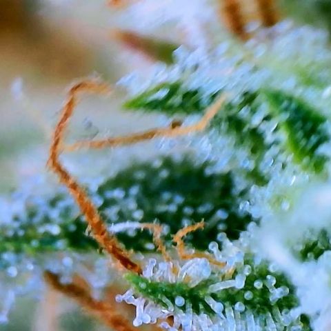 Mei growlog photo: Mei still shows an almost 50/50 split of cloudy to clear trichomes. No signs of amber yet.