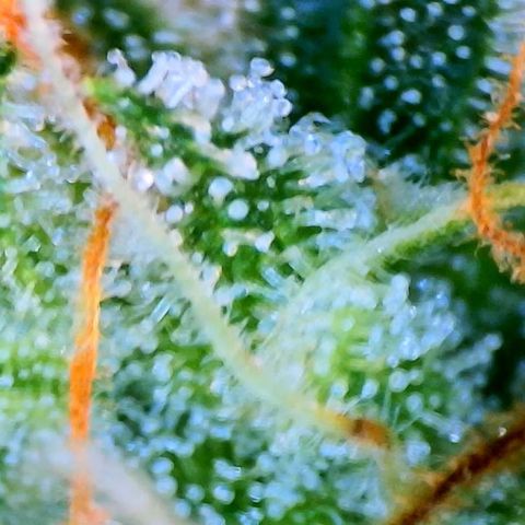 Mei growlog photo: Mei still shows an almost 50/50 split of cloudy to clear trichomes. No signs of amber yet.