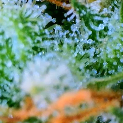 Mei growlog photo: Mei still shows an almost 50/50 split of cloudy to clear trichomes. No signs of amber yet.
