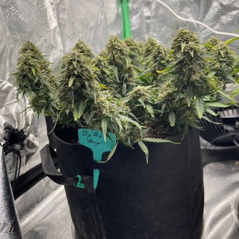 Mei growlog timeline photo