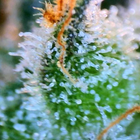 Zarya growlog photo: Almost no clear trichomes left. Chop day is coming soon, not wanting to let her amber too much.