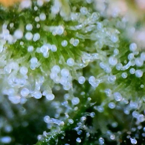 Zarya growlog photo: Almost no clear trichomes left. Chop day is coming soon, not wanting to let her amber too much.