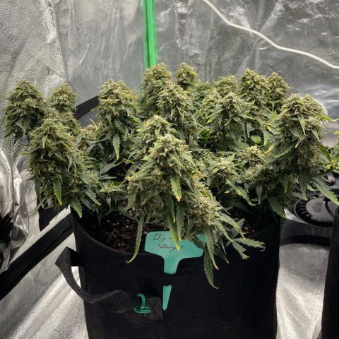 Zarya growlog timeline photo