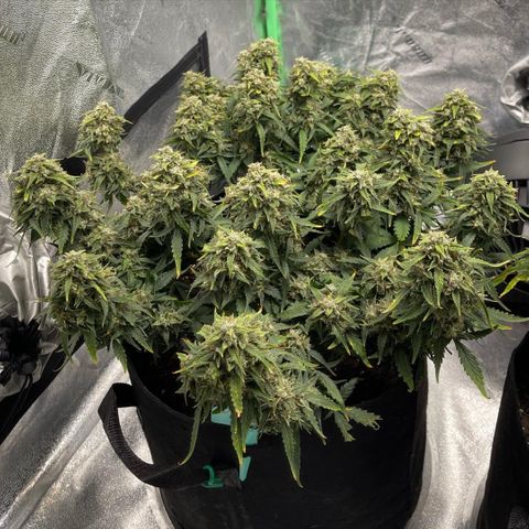 Zarya growlog timeline photo