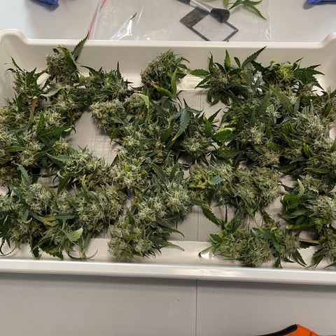 Zarya growlog timeline photo