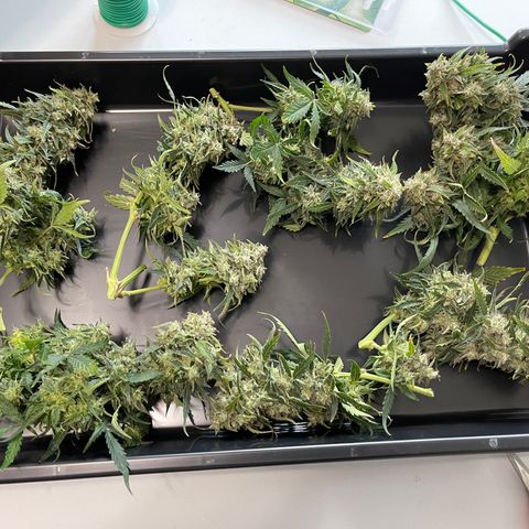 Zarya growlog timeline photo