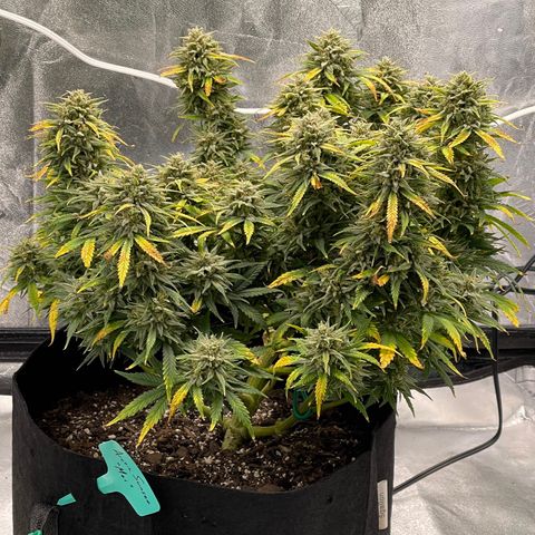 Mei growlog timeline photo