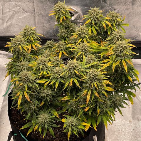 Mei growlog timeline photo