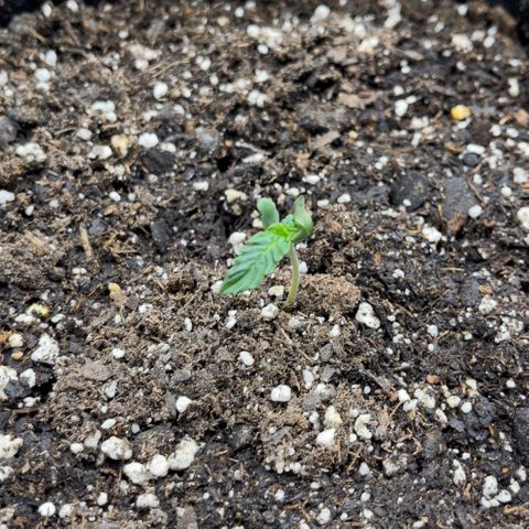 Blossom growlog timeline photo