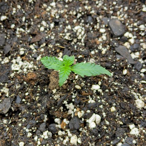 Blossom growlog timeline photo