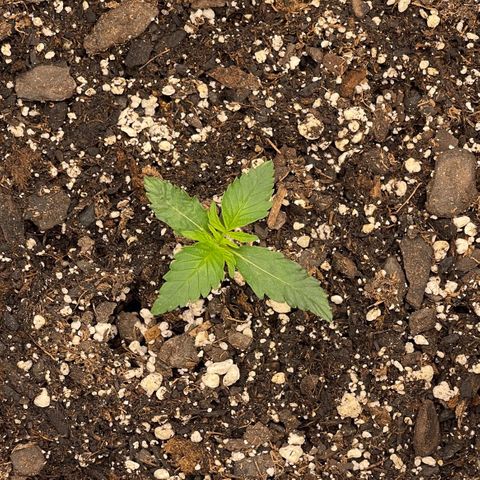 Blossom growlog timeline photo