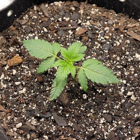 Blossom growlog timeline photo