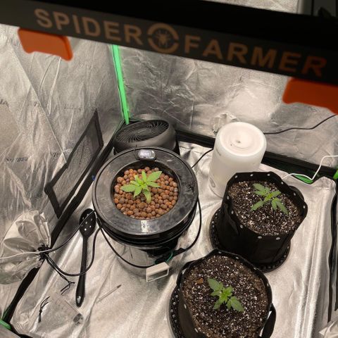 Blossom growlog timeline photo