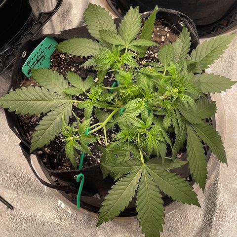 Blossom growlog timeline photo
