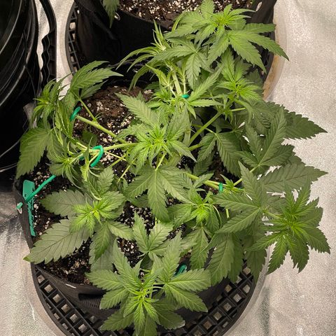 Blossom growlog timeline photo