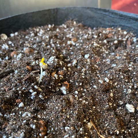 Cindy growlog timeline photo