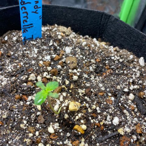 Cindy growlog timeline photo