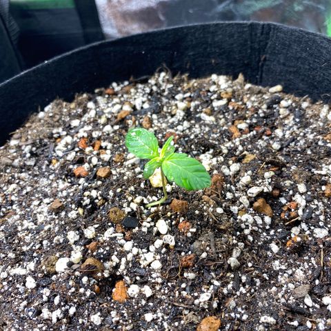 Cindy growlog timeline photo