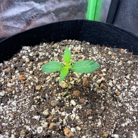 Cindy growlog timeline photo