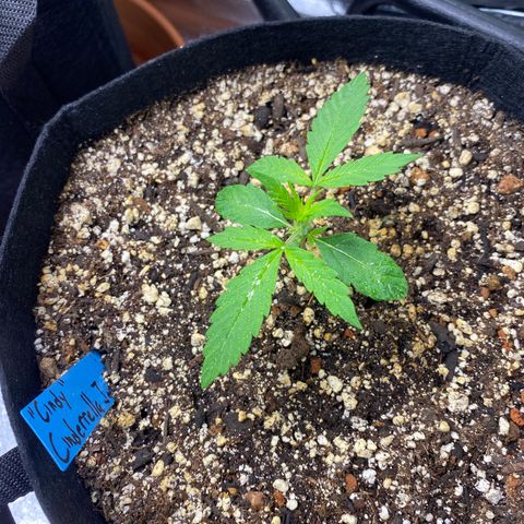 Cindy growlog timeline photo