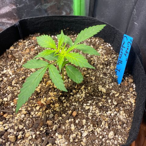Cindy growlog timeline photo
