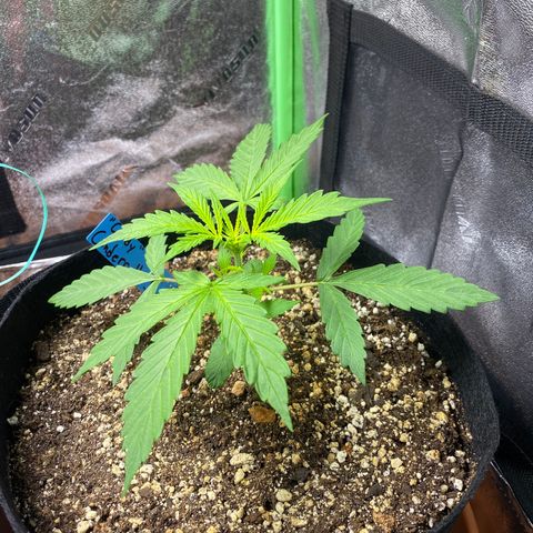 Cindy growlog timeline photo