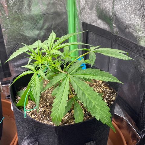Cindy growlog timeline photo
