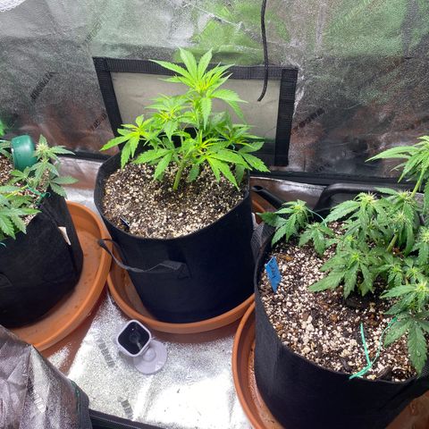 Cindy growlog timeline photo