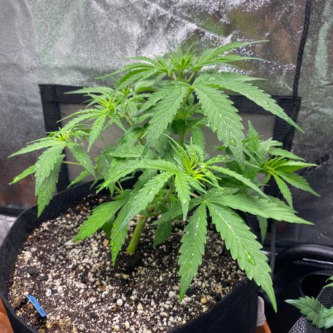 Cindy growlog timeline photo