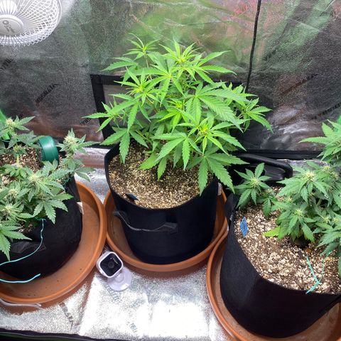 Cindy growlog timeline photo