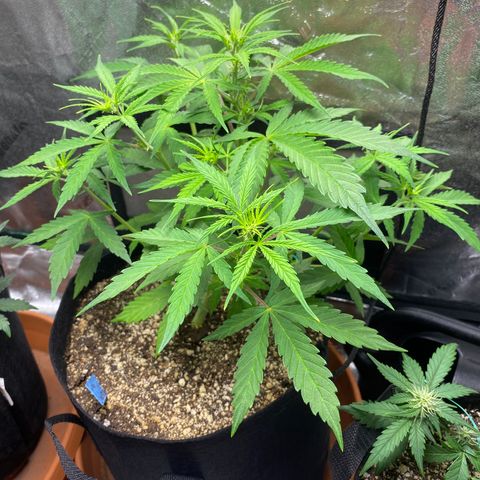 Cindy growlog timeline photo