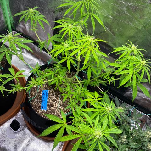 Cindy growlog timeline photo