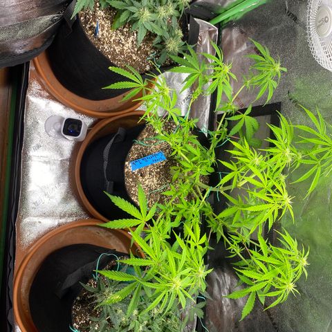 Cindy growlog timeline photo