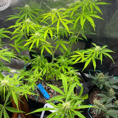 Cindy growlog timeline photo