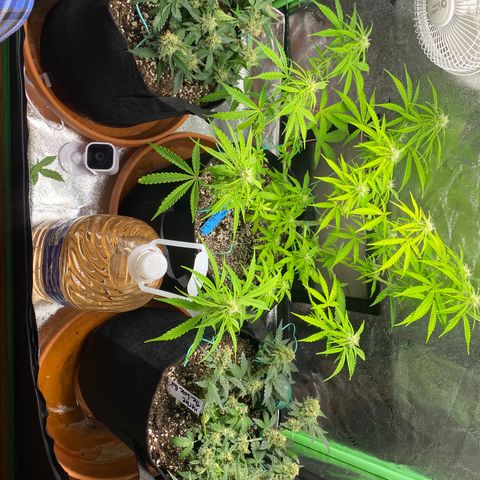 Cindy growlog timeline photo