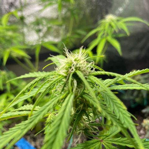 Cindy growlog timeline photo